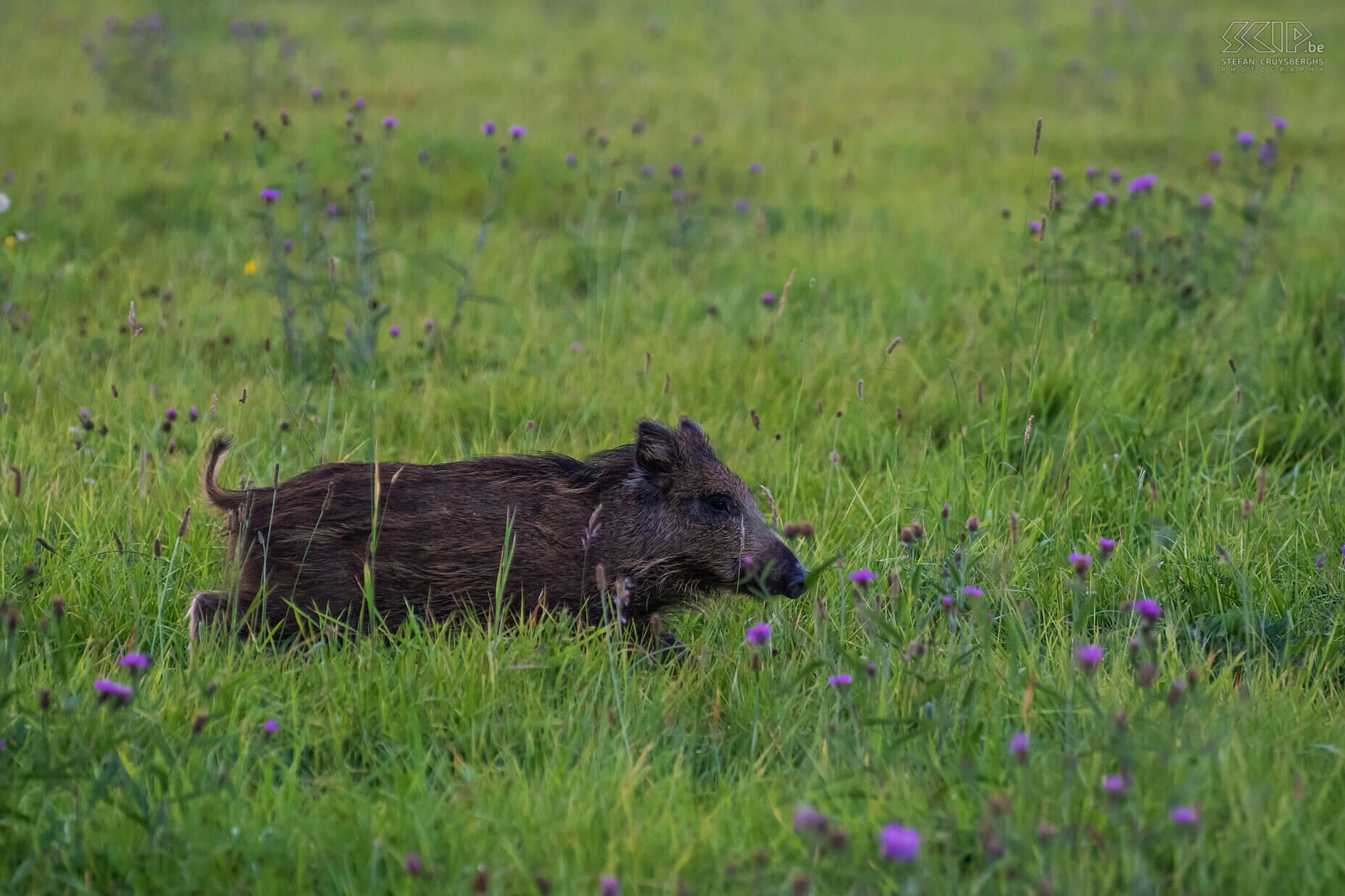 Wild boar Wild boars are omnivores and so they eat nuts, fruits, roots, agricultural crops but also insects such as earthworms and snails, mice, frogs, ... Stefan Cruysberghs